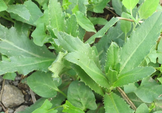 刺兒菜是蒲公英嗎？刺兒菜和蒲公英的區(qū)別