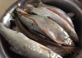 孕婦可以吃白條魚嗎？白條魚孕婦能吃嗎？