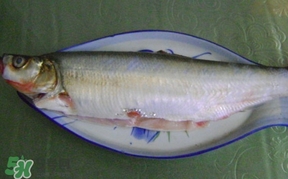 翹嘴魚(yú)怎么做好吃？翹嘴魚(yú)的做法