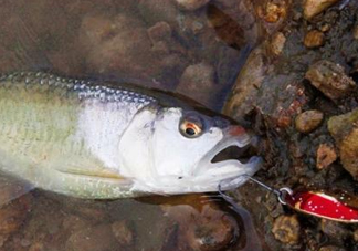 釣馬口魚用什么餌料？釣馬口魚用什么打窩？