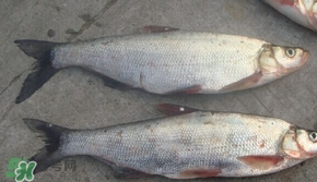 翹嘴魚(yú)是什么魚(yú)？翹嘴魚(yú)是淡水魚(yú)嗎