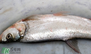 翹嘴魚(yú)是什么魚(yú)？翹嘴魚(yú)是淡水魚(yú)嗎
