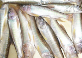 馬口魚怎么吃？馬口魚怎么做好吃？