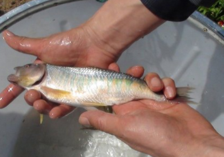 馬口魚喜歡吃什么？馬口魚一般生長在什么地方