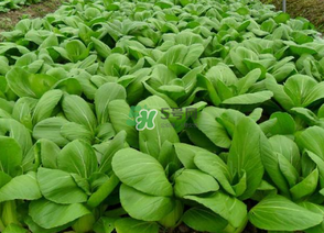7月份種什么蔬菜？七月份適合種植哪些蔬菜？