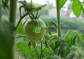 7月份種什么蔬菜？七月份適合種植哪些蔬菜？