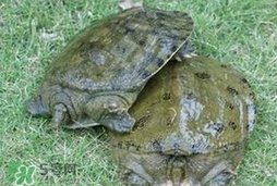 野生甲魚吃什么？野生甲魚幾年可以長(zhǎng)5斤？