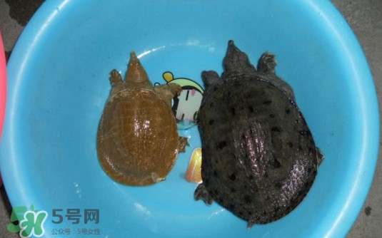 如何區(qū)分野生甲魚？野生甲魚辨識圖片