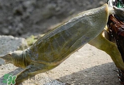 如何區(qū)分野生甲魚？野生甲魚辨識圖片