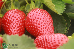 6月份可以種草莓嗎？草莓6月份可以種植嗎？