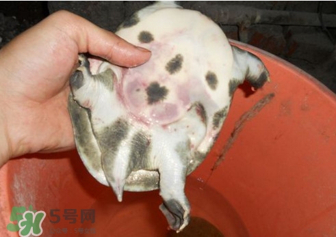 如何區(qū)分野生甲魚？野生甲魚辨識圖片
