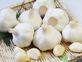 新蒜頭什么時(shí)候上市？新蒜頭幾月份上市