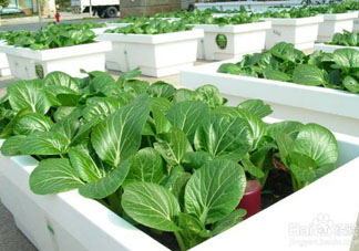 7月份種什么蔬菜？七月份適合種植哪些蔬菜？
