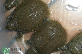 野生甲魚吃什么？野生甲魚幾年可以長(zhǎng)5斤？