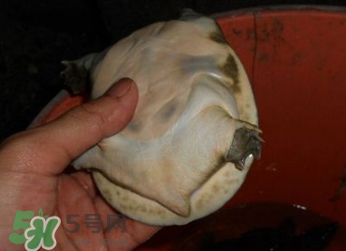 如何區(qū)分野生甲魚？野生甲魚辨識圖片