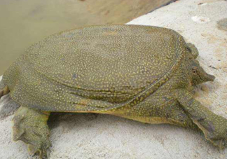 如何區(qū)分野生甲魚？野生甲魚辨識(shí)圖片