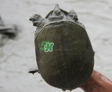 甲魚不能和什么一起吃？甲魚不能跟什么食物一起吃