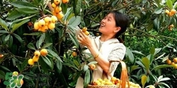 孕婦怎么吃枇杷好？孕婦能吃枇杷膏嗎？