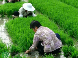 芒種種什么？芒種種什么疏菜？