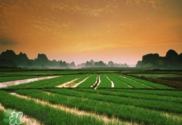 2017年芒種會(huì)下雨嗎？2017年芒種雨好嗎？