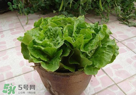 六月份可以種生菜嗎？夏天可以種生菜嗎？