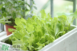 六月份可以種生菜嗎？夏天可以種生菜嗎？