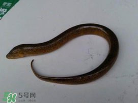 黃鱔可以帶上火車(chē)嗎？黃鱔能過(guò)安檢嗎？