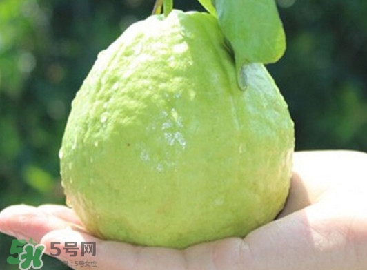 番石榴什么時候吃最好？番石榴什么季節(jié)吃最好