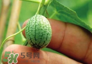 迷你拇指西瓜怎么種？迷你西瓜種植方法