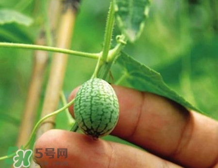 迷你西瓜是轉(zhuǎn)基因水果嗎？迷你西瓜是不是轉(zhuǎn)基因？