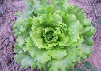六月份可以種生菜嗎？夏天可以種生菜嗎？