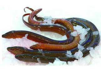 鱔魚(yú)死了多久不能吃？剛死的鱔魚(yú)能吃嗎？