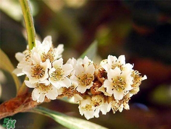 枇杷花怎么煲湯？枇杷花煲湯搭配什么最佳？