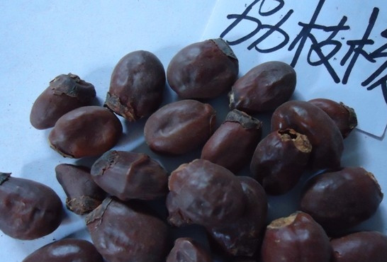 荔枝核有毒嗎？荔枝核能吃嗎