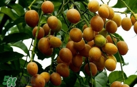黃皮果怎么扦插？黃皮果種植技術(shù)
