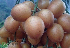 黃皮果怎么保存？黃皮果如何保存
