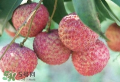 荔枝吃多了會怎么樣？荔枝上火怎么辦？