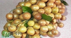 怎么腌制黃皮果？黃皮果的腌制方法