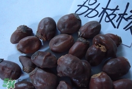 荔枝核怎么吃？荔枝核的功效與作用