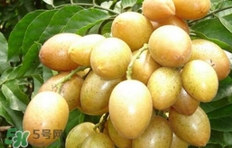 黃皮果怎么扦插？黃皮果種植技術(shù)