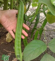刀豆什么時(shí)候播種？刀豆幾月份播種