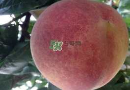 血桃多少錢一斤2017？血桃哪個(gè)品種最好吃