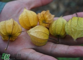 花姑娘水果怎么吃？花姑娘水果吃之前要洗嗎？