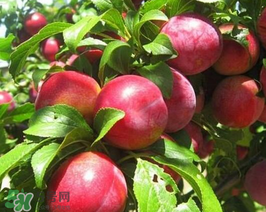 油桃怎么保存不會(huì)變軟？油桃怎么保存時(shí)間長？