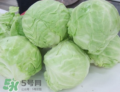 圓白菜是卷心菜嗎？圓白菜是不就是卷心菜