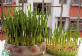 六月份可以種蒜嗎？大蒜一年可以種幾次？