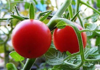 六月份可以種西紅柿嗎？西紅柿什么時(shí)候種？