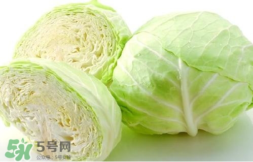 圓白菜是卷心菜嗎？圓白菜是不就是卷心菜