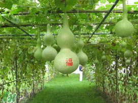 六月份可以種葫蘆嗎？葫蘆幾月份種？