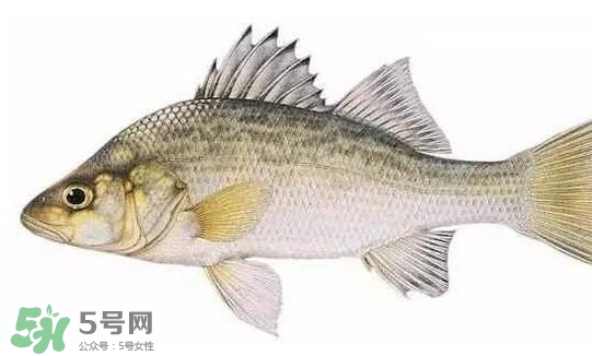 鱸魚(yú)怎么做好吃又簡(jiǎn)單？清蒸鱸魚(yú)的做法
